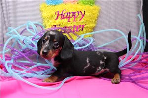 Legend - Dachshund, Mini for sale