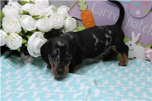 Legend - puppy for sale