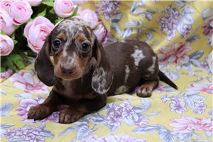 Alexis - Dachshund, Mini for sale