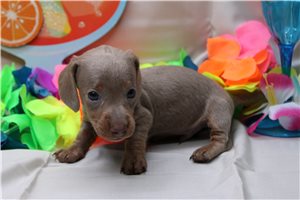 Atticus - Dachshund, Mini for sale