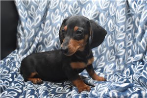 Roosevelt - puppy for sale