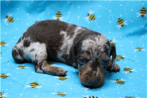 Alexis - puppy for sale