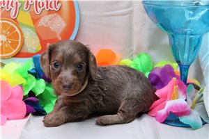 Angelica - Dachshund, Mini for sale