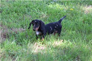 Legend - Dachshund, Mini for sale