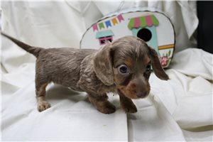 Angelica - Dachshund, Mini for sale