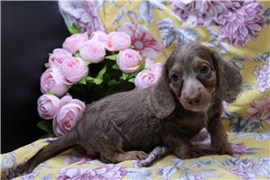 Angelica - Dachshund, Mini for sale