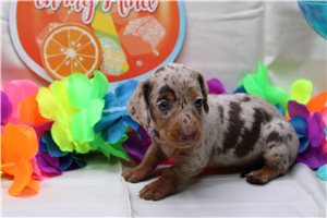 Briar - puppy for sale