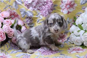 Domingo - Dachshund, Mini for sale