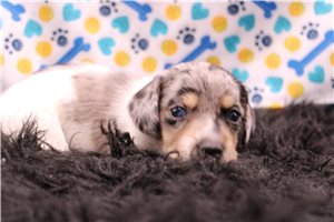 Kaelyn - Mini Dachshund for sale