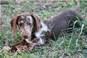Jameson - Dachshund, Mini for sale
