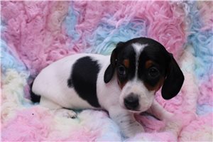 Giza - puppy for sale