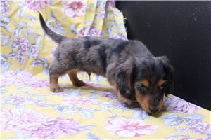 Hector - Dachshund, Mini for sale
