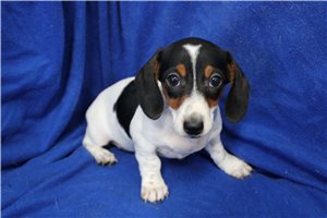 Giza - Mini Dachshund for sale