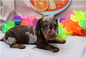Alexis - Dachshund, Mini for sale