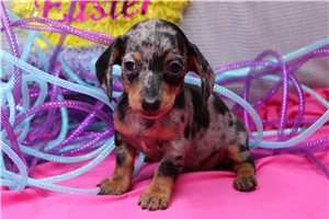 Layla - Dachshund, Mini for sale