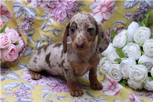 Briar - Dachshund, Mini for sale
