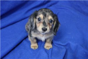 Holden - puppy for sale