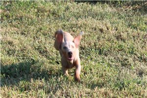Atticus - Dachshund, Mini for sale