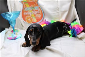 Legend - puppy for sale