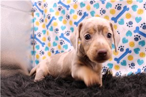 Britt - Dachshund, Smooth for sale