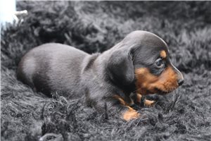 Charlotte - puppy for sale