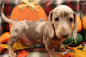 Britt - Smooth Dachshund for sale