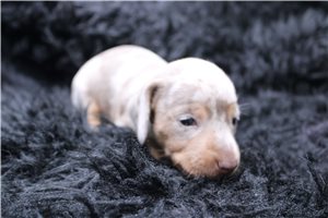 Britt - Smooth Dachshund for sale
