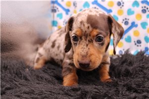 Blaine - Dachshund, Smooth for sale