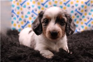 Celeste - Dachshund, Smooth for sale