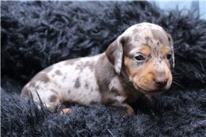Blaine - Smooth Dachshund for sale