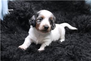 Celeste - Smooth Dachshund for sale