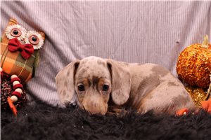 Britt, a Smooth Dachshund puppy