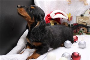 Otto - Dachshund, Tweenie for sale
