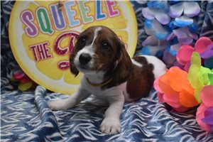Willow - Wire Dachshund for sale