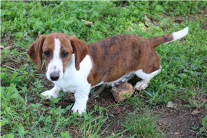 Oliver - Dachshund, Mini for sale