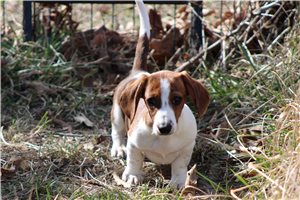 Oliver - Dachshund, Wire for sale