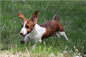 Oliver - Dachshund, Wire for sale