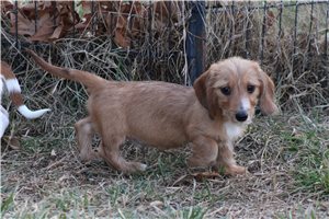 Oscar - Dachshund, Wire for sale