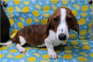 Oliver - Dachshund, Wire for sale