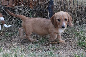 Oscar - Dachshund, Wire for sale