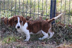 Oliver - Dachshund, Wire for sale