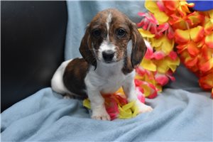 Willow - Dachshund, Wire for sale