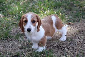 Owen - Dachshund, Wire for sale