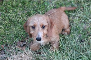 Oscar - Dachshund, Wire for sale