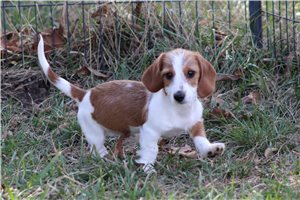 Owen - Dachshund, Wire for sale