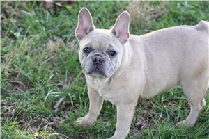 Veronica - puppy for sale