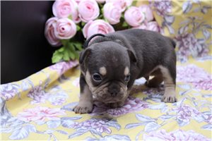 Edison - puppy for sale