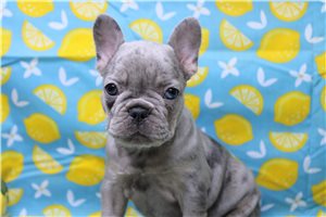 Octavia - French Bulldog for sale
