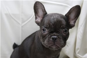 Zelda - French Bulldog for sale