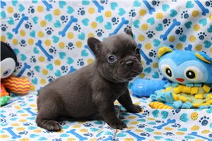 Zahara - puppy for sale